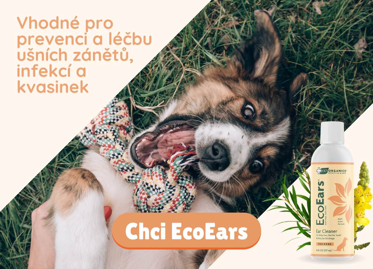 Léčba kvasinek v uších psa
